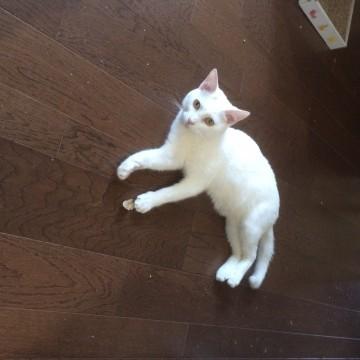 ちょっと小さい白猫の男の子