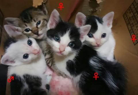 大阪の港町の仔猫4匹達