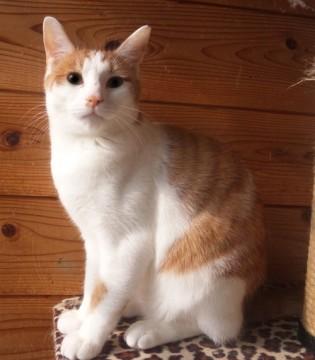 土砂災害の被害にあった猫ちゃん