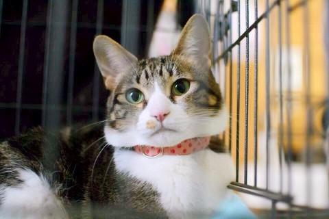 美猫のマーニー