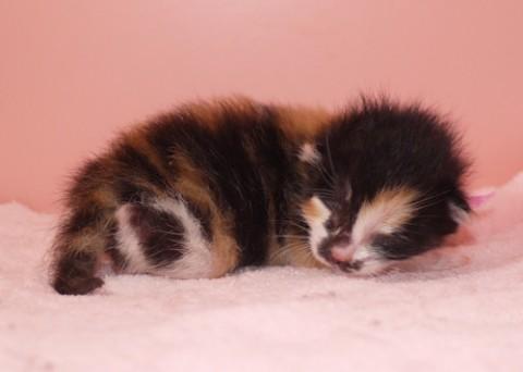 哺乳瓶から育ててみたい方