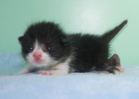 哺乳瓶から育ててみたい方