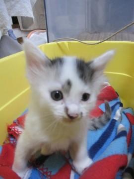 かわいい白黒　離乳中