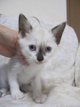 きれいなシャム系　離乳中