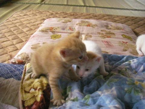 かわいい茶トラです。