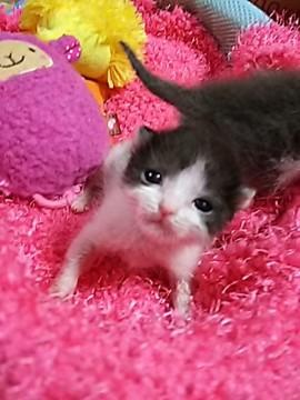 ゴミ置き場に捨てられた乳飲み子５