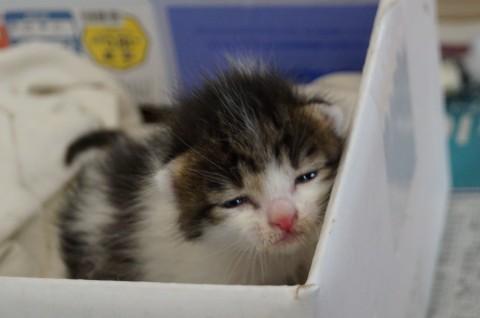 赤ちゃんの子猫ちゃん