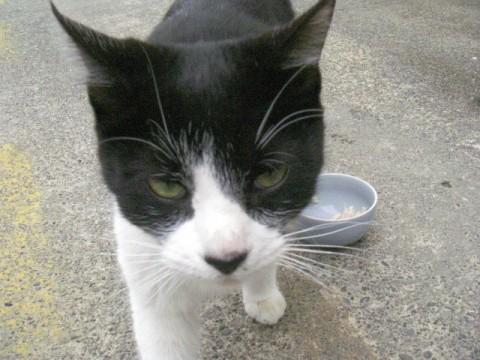 まだまだ子猫ですよ。