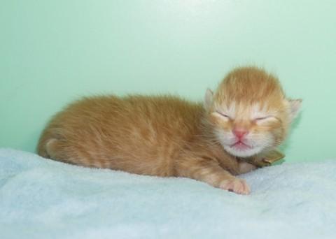 哺乳瓶から育ててみたい方