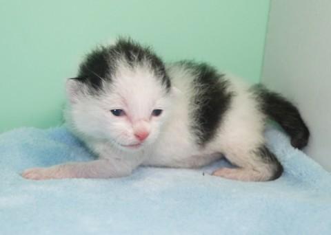 哺乳瓶から育ててみたい方