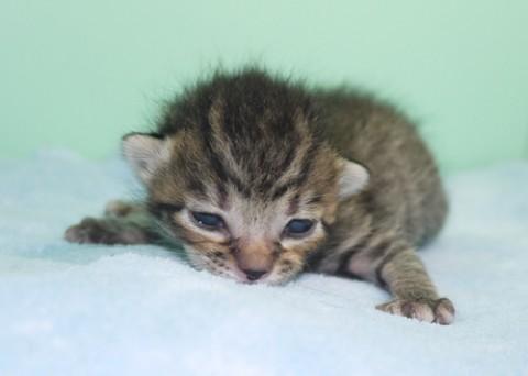 哺乳瓶から育ててみたい方