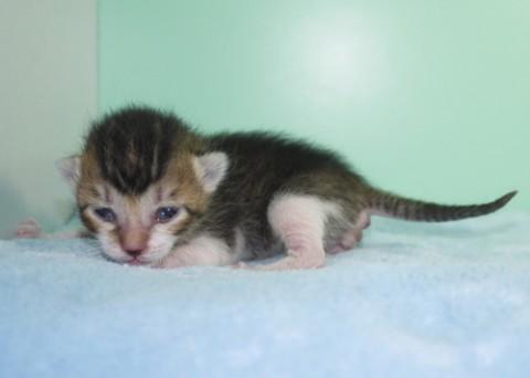 哺乳瓶から育ててみたい方