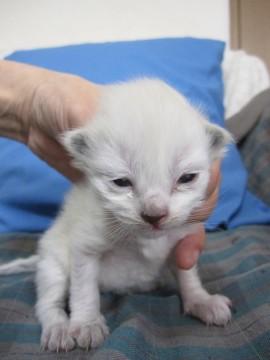 かわいいシャム系雑種　授乳中