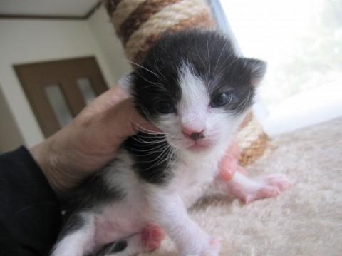 かわいい黒白　授乳中