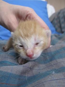 かわいい茶トラ　授乳中