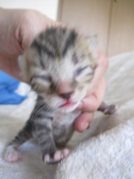 かわいいきじ虎　授乳中