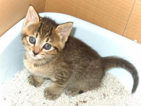 人馴れした仔猫(17日更新)