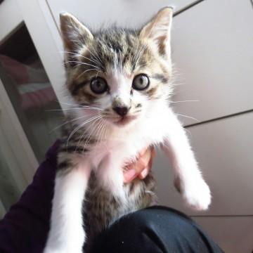 人馴れした仔猫(17日更新)