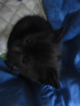 とてもちいさいくろねこちゃん