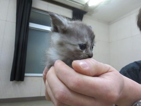 野良猫の赤ちゃん猫もらってくださ