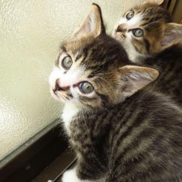 人馴れした仔猫