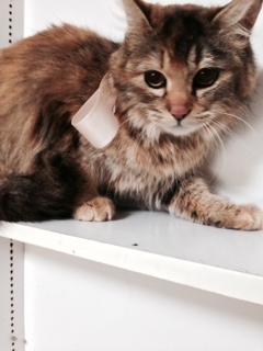 ふわふわ美猫ちゃん