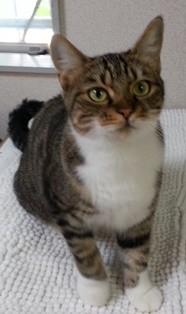 手足にソックスをはいた美猫ちゃん