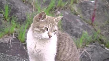 小型でグレー色の美猫です。