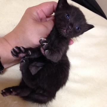 キュートなクロ猫男子