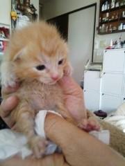 生後20日くらいの茶トラ君です。