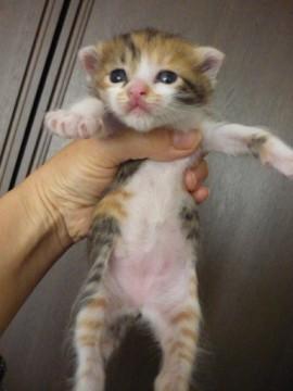 美猫三毛ちゃんです。