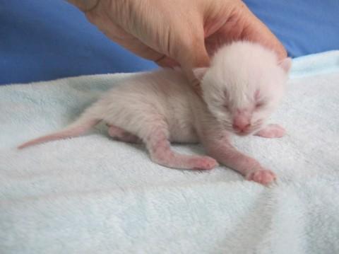 かわいい白猫　授乳中