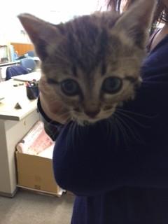 センター収容大きな目の可愛い女の