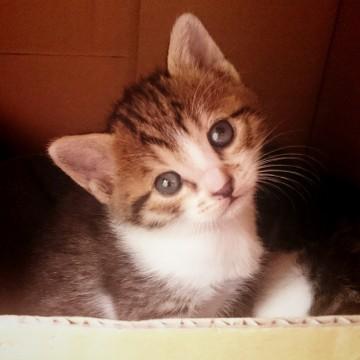 最後の募集(仔猫)