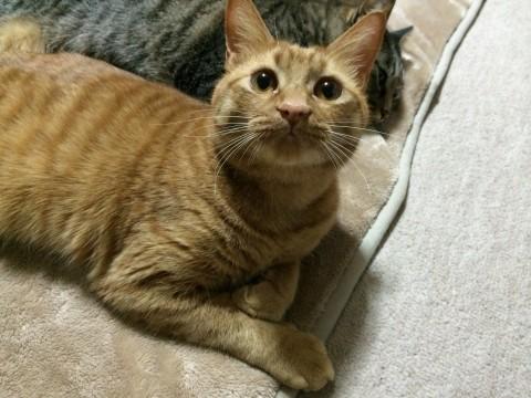 北海道虻田郡豊浦町