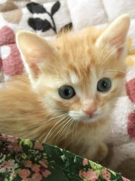茶トラのメス猫ちゃん