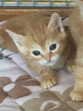 茶トラのオス猫ちゃん②
