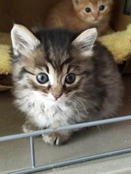 キジトラのメス猫ちゃん