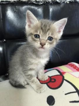 人懐っこい美猫ちゃん