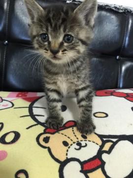 柄がクッキリ子猫ちゃん