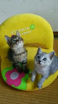 可愛い兄妹仔猫