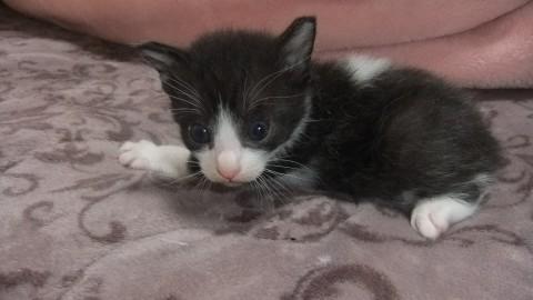 4月13日生まれの子猫