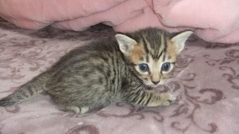 4月13日生まれの子猫