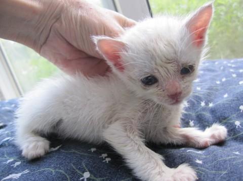 ほぼ白の白三毛　離乳中