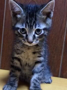 里親募集してます。