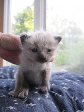 カラスに襲われました　シャム系