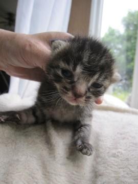 かわいい黒きじ　離乳中