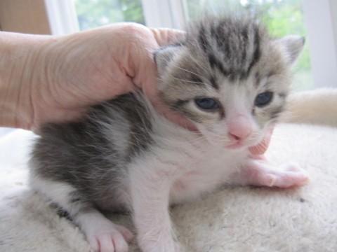 かわいいきじ白　授乳中