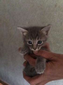 多数お問い合わせ頂きましたので一