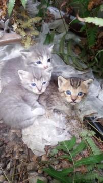 可愛い仔猫さん、3匹兄弟です！
